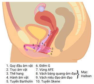 Vị trí điểm G để đặt máy rung âm đạo chuẩn xác để nàng bắn tung té